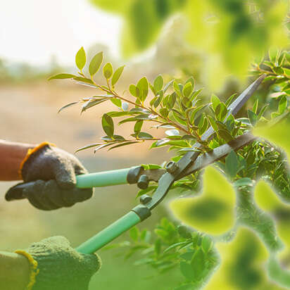 Hände halten eine Gartenschere und schneiden einen grünen Zweig einer Pflanze.